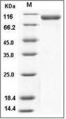 CD31/PECAM-1 Protein, Human, Recombinant (His)