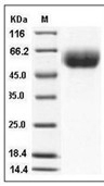 IL-13RA1 Protein, Mouse, Recombinant (His)