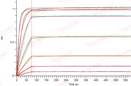 APRIL/TNFSF13 Protein, Human, Recombinant (Flag & His)