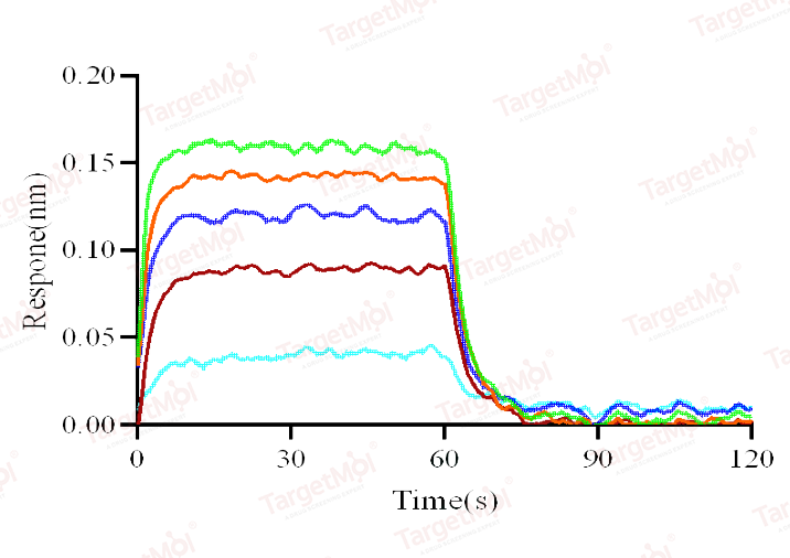 Nectin-2 Protein, Human, Recombinant