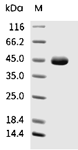 Nectin-2 Protein, Human, Recombinant