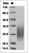 IL-3 Protein, Human, Recombinant (His)