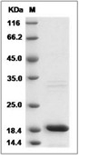 IL-18 Protein, Mouse, Recombinant