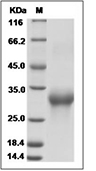 CD8 beta Protein, Human, Recombinant, Biotinylated