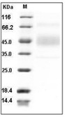 B7-1 Protein, Human, Recombinant