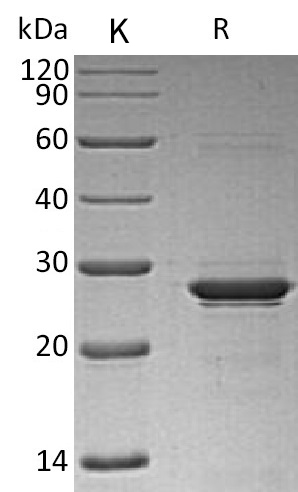 Oncostatin M/OSM Protein, Human, Recombinant (E. coli, His)