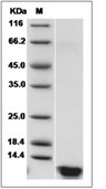 Insulin Protein, Human, Recombinant