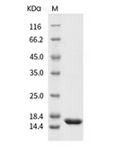 TNF alpha Protein, Mouse, Recombinant