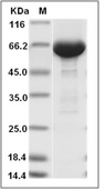 Albumin Protein, Human, Recombinant