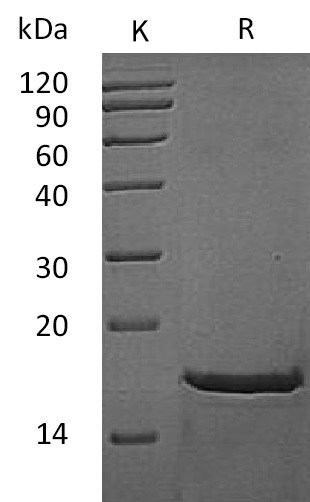 FGF-2 Protein, Mouse, Recombinant