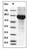 HSP70 Protein, Human, Recombinant (His)