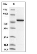 ENO1 Protein, Human, Recombinant (His)