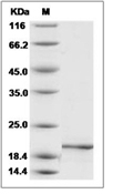 Pleiotrophin/PTN Protein, Mouse, Recombinant