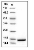 IL-1 alpha/IL-1A Protein, Mouse, Recombinant