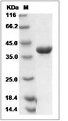 SAE1 Protein, Human, Recombinant