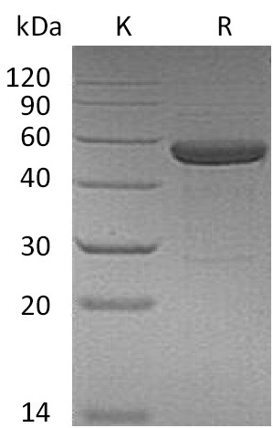 IL-15RA & IL-15 Protein, Human, Recombinant (hFc)