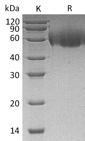 CD155/PVR Protein, Human, Recombinant (aa 21-343, His)