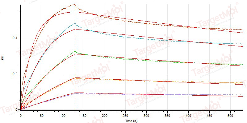 CD155/PVR Protein, Human, Recombinant (aa 21-343, His)