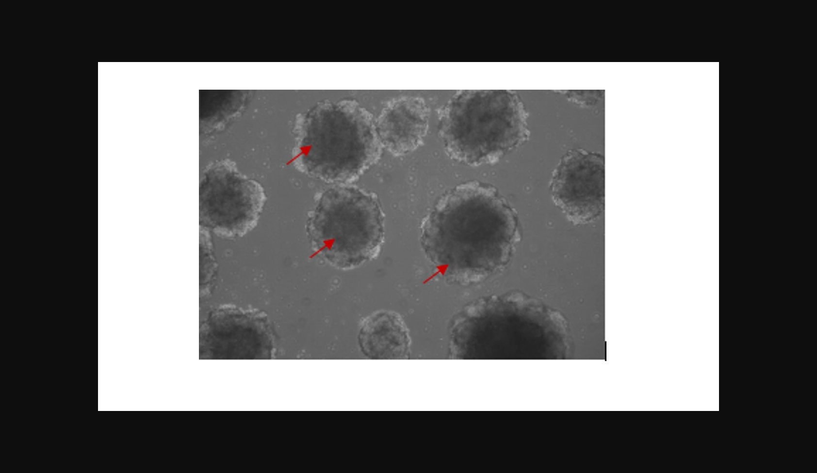 FGF-2 Protein, Human, Recombinant