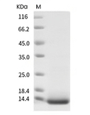 IL-4 Protein, Mouse, Recombinant