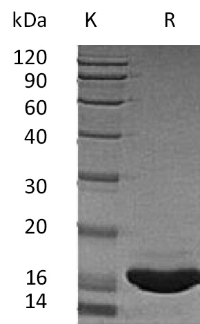 SCF Protein, Human, Recombinant