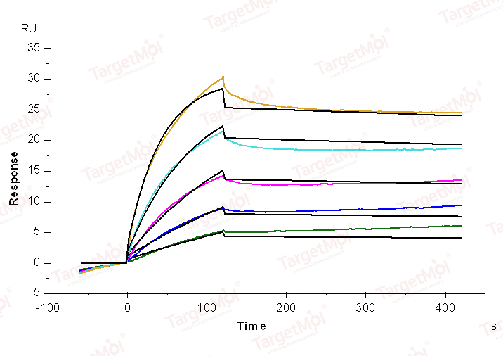 VEGFD Protein, Human, Recombinant (His)