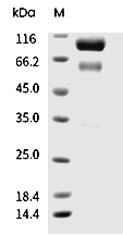 HGF Protein, Human, Recombinant