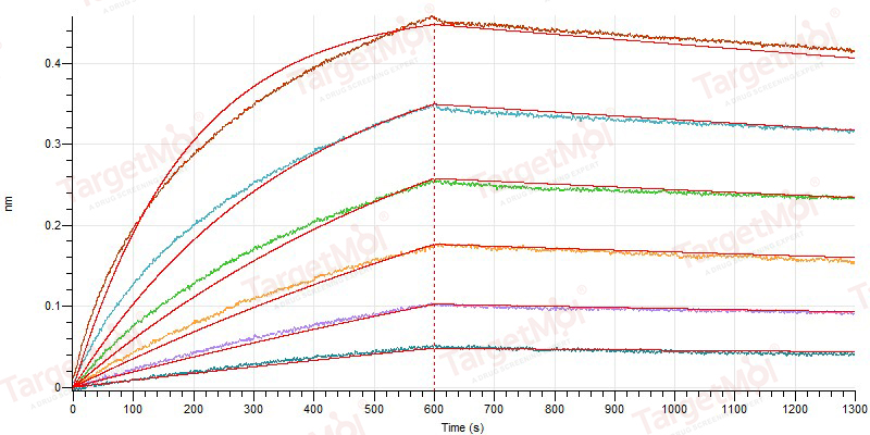 HER2/ERBB2 Protein, Human, Recombinant (His)