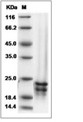 FGF-17 Protein, Human, Recombinant