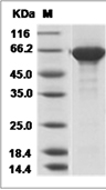 Influenza A H1N1 (A/California/04/2009) Hemagglutinin/HA-specific B cell probe (His)