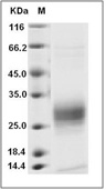 TSLP Protein, Cynomolgus, Recombinant (His)