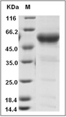 CD8 alpha Protein, Cynomolgus, Recombinant (hFc)