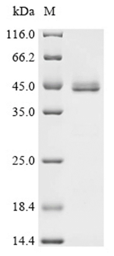 PAI-1 Protein, Mouse, Recombinant (His)