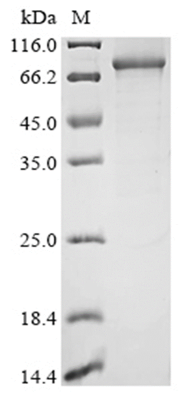 CAPN1 Protein, Human, Recombinant (His)