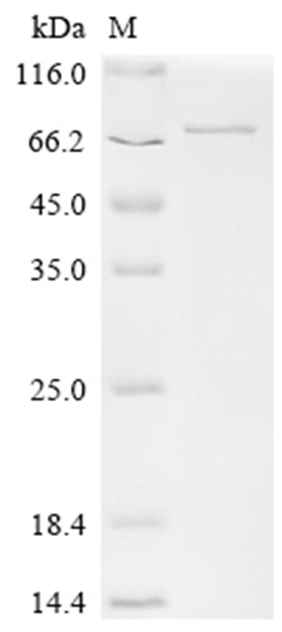 PSMD3 Protein, Human, Recombinant (His)