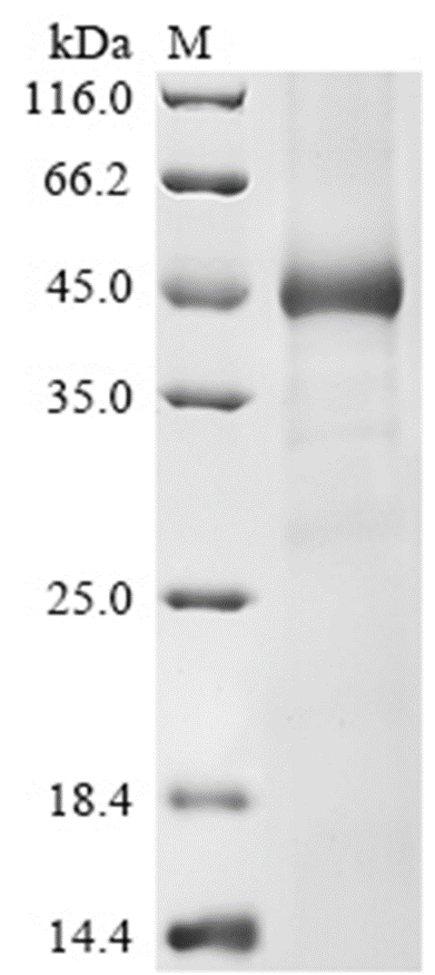 USP18 Protein, Human, Recombinant (His)