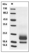 CEACAM3 Protein, Human, Recombinant (His)