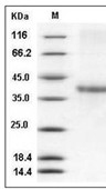 ACRV1 Protein, Human, Recombinant (His)