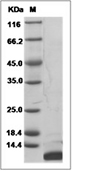 Complement C5a Protein, Mouse, Recombinant