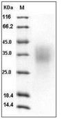 BMPR2 Protein, Human, Recombinant (His)