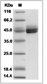 IL-12B Protein, Mouse, Recombinant