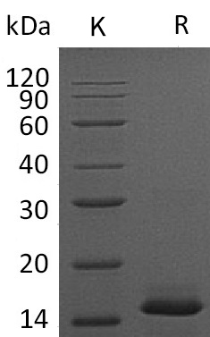 PDGF-BB Protein, Mouse, Recombinant (His)