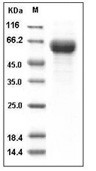 CD30L Protein, Human, Recombinant (hFc)