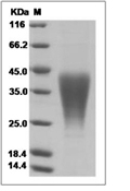 LIF Protein, Mouse, Recombinant