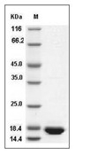 IL-1 beta/IL-1F2 Protein, Rhesus, Recombinant