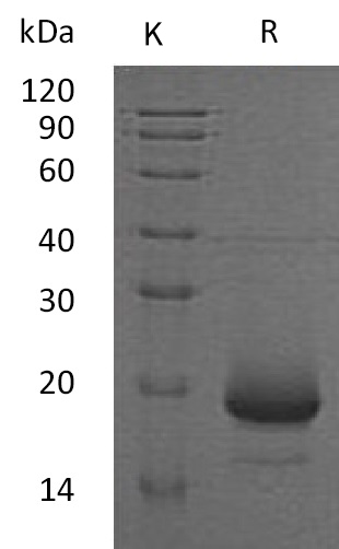 IL-4 Protein, Human, Recombinant (His)