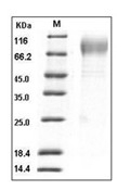 Thrombopoietin Protein, Mouse, Recombinant (His)