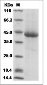 LILRA5/CD85f/ILT11 Protein, Human, Recombinant (His)