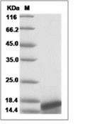 Neurotrophin 3 Protein, Human, Recombinant