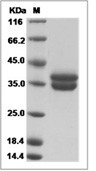 Dermcidin Protein, Human, Recombinant (hFc)